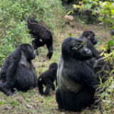 Budget Gorilla Trekking in Rwanda